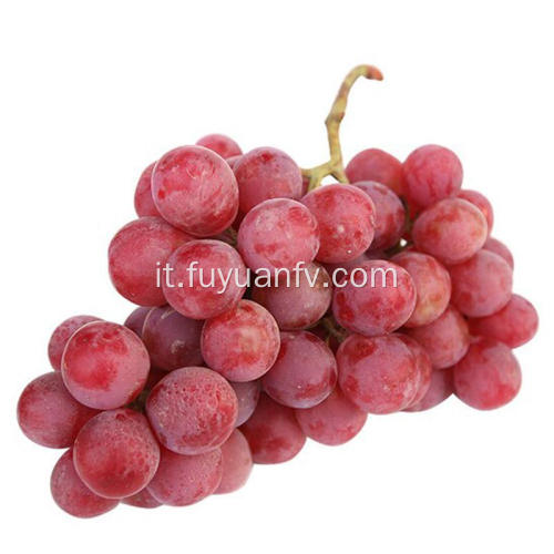 Migliore qualità e prezzo per l&#39;uva rossa